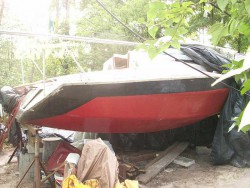 Apasza rufa m.JPG