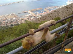 Gibraltar2.jpg