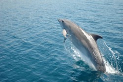 delfin.jpg