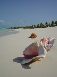 Barbuda.jpg
