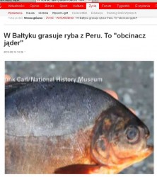 ryba_obcinacz_jader.jpg