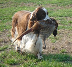English-Springer-Spaniel9.jpg