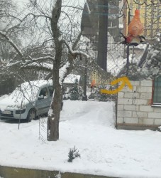 dzieciol.jpg