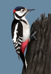 Dendrocopos-major.jpg