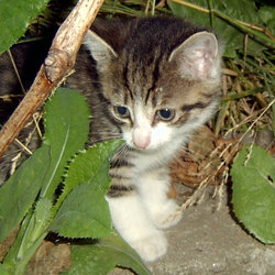 Kotek1.jpg