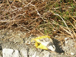 DSCN9852.JPG