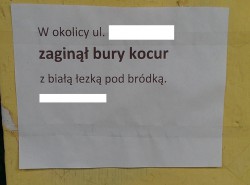 Bury Kocur.jpg