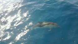 delfiny.jpg