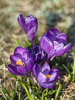 P4032261ma.jpg