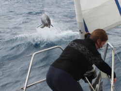 delfin 01.jpg