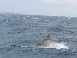 Delfin 02.jpg