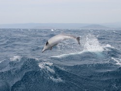 Delfin 03.jpg