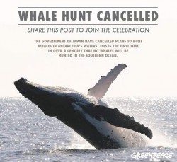 japan cancell whale hunt in antarctica.jpg