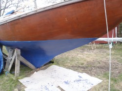 maleP2270743.jpg