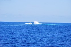 DSC_5255.JPG