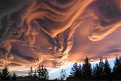 Asperatus.jpg