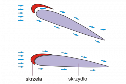 Skrzela.svg.png