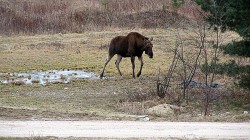 IMG_8947.JPG