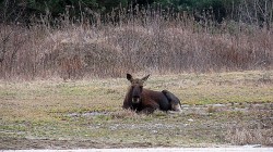 IMG_8950.JPG