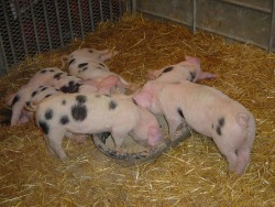 800px-Piglets_DSC03981.jpg