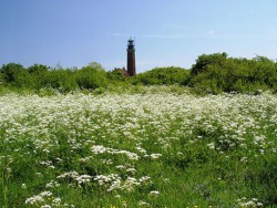 geifswalder Oie.jpg