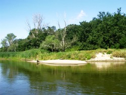 Kurka Wodna 073.jpg