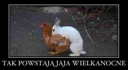 jaj-wielkanocne-jpg.jpg