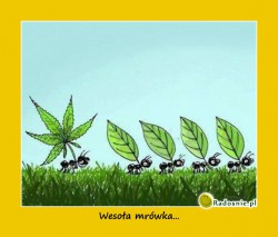 mrówa marycha.jpg
