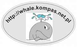 whitewhale01.jpg