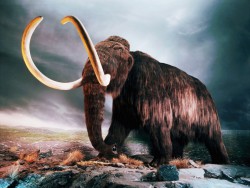 mamut1.jpg