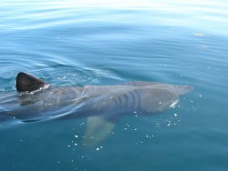 rekin wielorybi (4).jpg