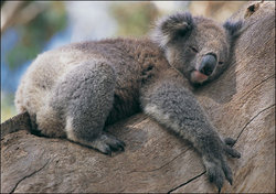 koala_zoom.jpg