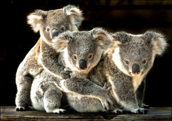 Koala-8.jpg