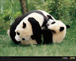 3_panda_wrestling.jpg