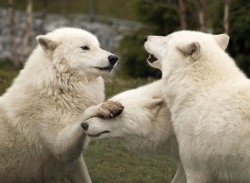 spisek białych wilków.jpg