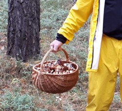 Grzybiarz.jpg