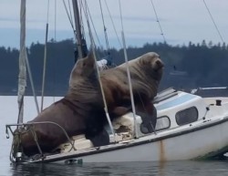 Jachting.jpg