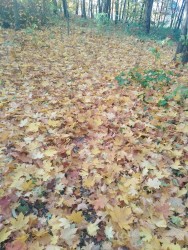 IMG_20211030_162831.jpg