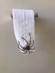 pająk w wc.jpg
