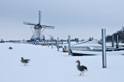 stock-photo-dutch-winter-landscape-in-twilight.jpg