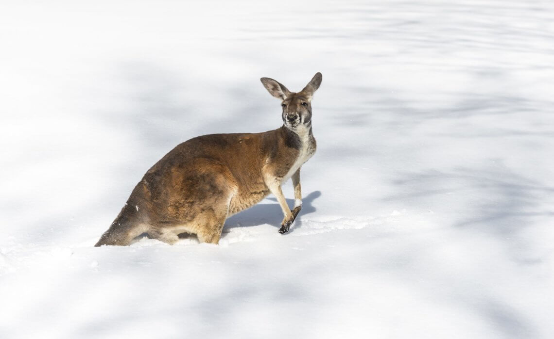 Australia-snow-kangaroo-1140x699.jpg