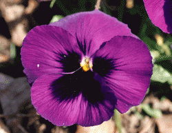 . kwiatek oczki.gif